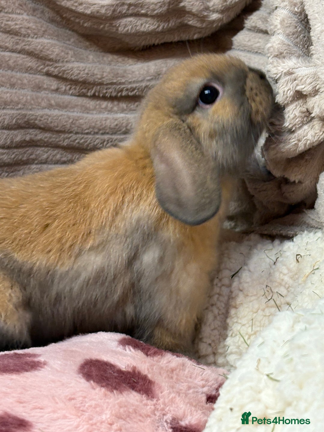 Mini Lop rabbits for sale: Gorgeous mini lops (show lines) vaccinated  - Advert 6