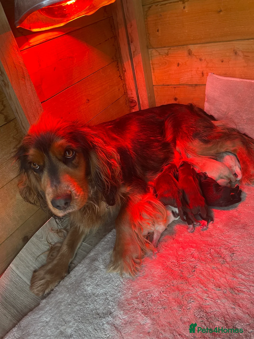 Cockapoo dogs for sale:  Cockapoo Puppies Ready for Loving Homes  - Advert 4