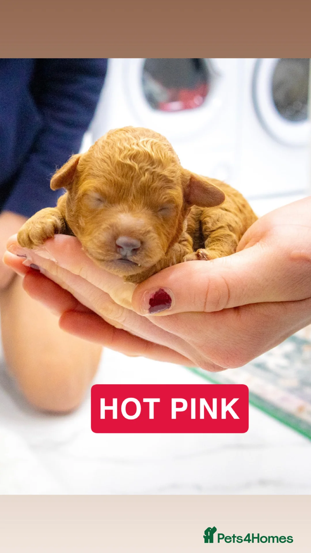 Toy Poodle dogs for sale: Beautiful pure red toy poodle puppies for sale - Advert 6