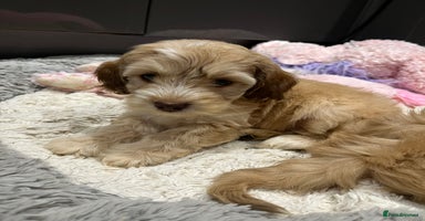 Cockapoo dogs - Advert 1