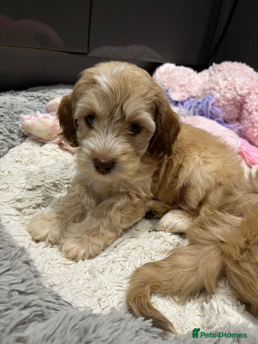Cockapoo dogs for sale: 💗Beautiful F1 Cockapoo puppies  - Image 3