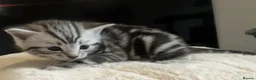 Domestic Shorthair cats for sale: Kittens for sale - Advert 9
