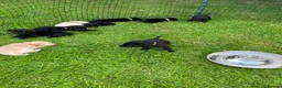 Labrador Retriever dogs for sale: Labrador puppies in Carlisle - Advert 4