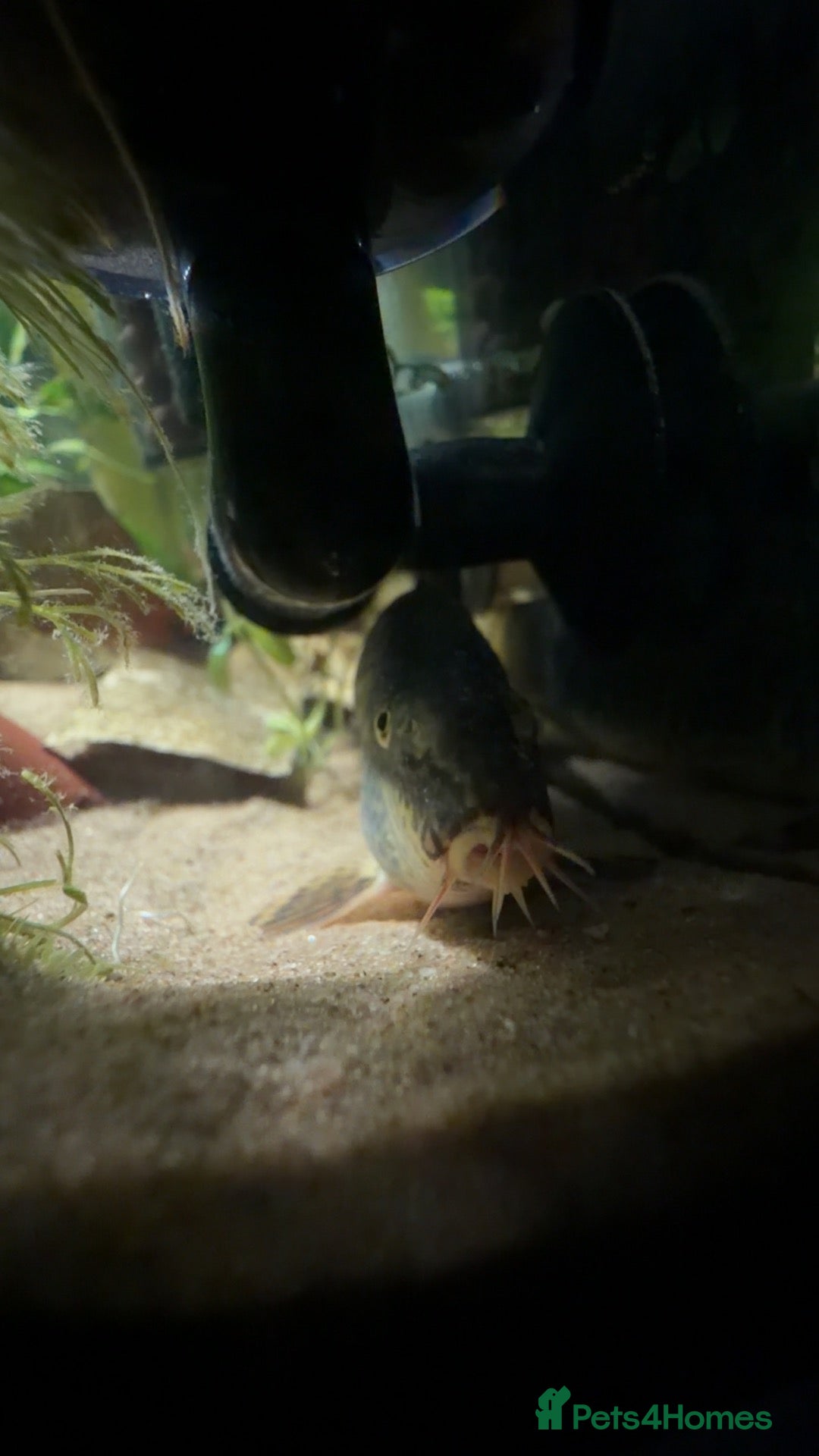 Loaches fish Two yoyo loaches  - Advert 5