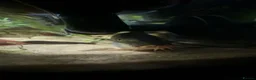 Loaches fish for sale: Two yoyo loaches  in Milton Keynes - Advert 1