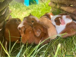 Guinea Pig rodents Baby Guinea Pigs for Sale - Advert 1