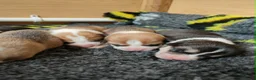 Welsh Corgi Pembroke dogs for sale: Welsh Corgi (Pembroke) - Advert 13