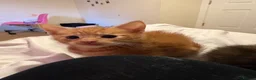 Mixed Breed cats for sale: Five beautiful kittys - Advert 6