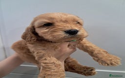 Cockapoo dogs for sale: 5* minature cockapoos - Image 10