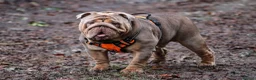 English Bulldog dogs for sale: English bulldog litter due soon 🐾 in Glasgow - Advert 5