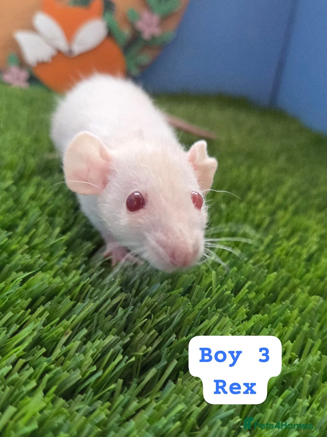 Rat rodents for sale: Dwarf Baby Rats Male Female Girls Boys  - Advert 5