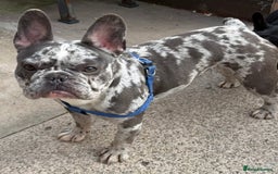 French Bulldog dogs for sale: 2 years old girl french bulldog  - Image 3