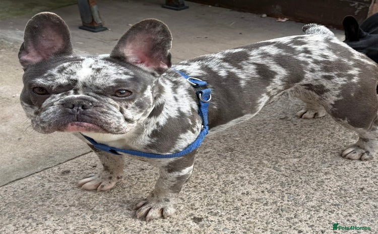 French Bulldog dogs - Advert 12