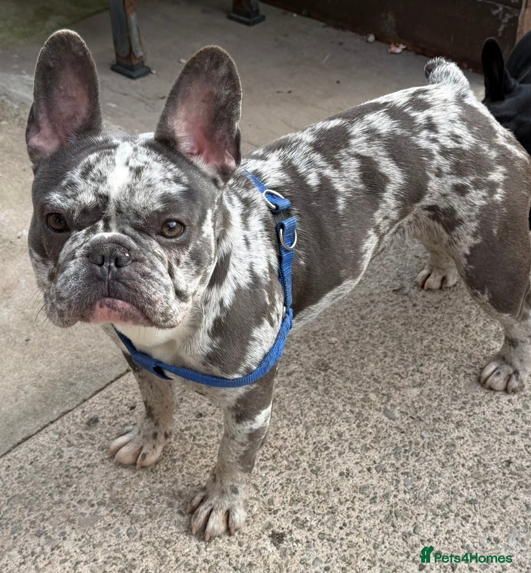 French Bulldog dogs for sale: 2 years old girl french bulldog  - Image 3