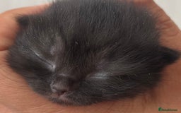 British Shorthair cats for sale: Two Diminutive Overlords Seeking Human Staff - Image 10