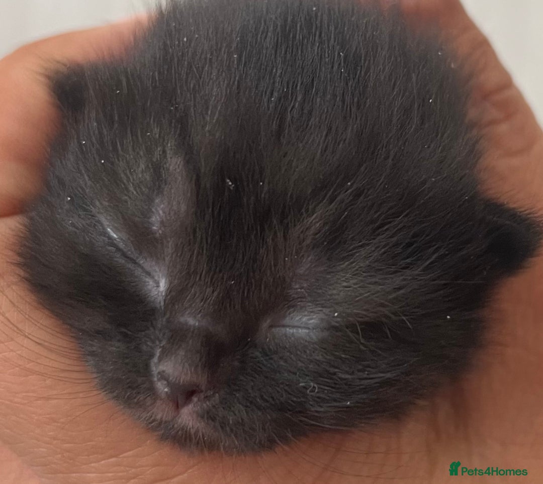 British Shorthair cats for sale: Two Diminutive Overlords Seeking Human Staff - Image 10