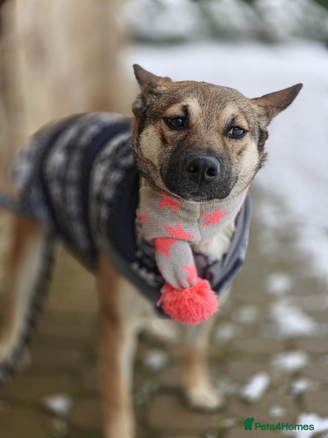 Mixed Breed dogs for adoption: ❤️TESSA – Soft and Gentle Puppy❤️ - Advert 21