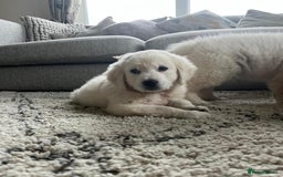 Golden Retriever dogs for sale: Chunky Golden Retriever puppies - Advert 4