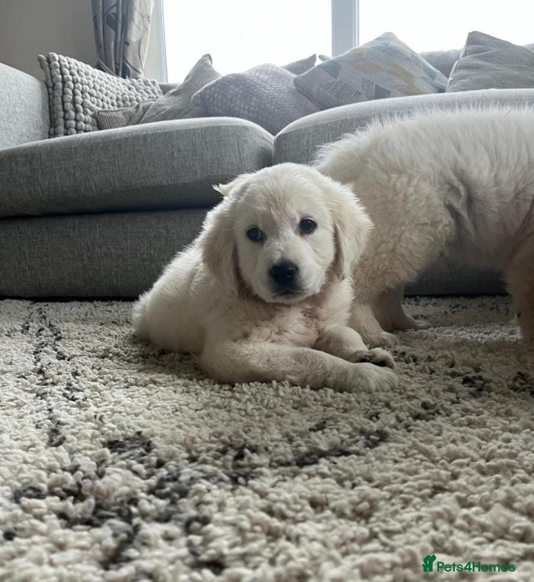 Golden Retriever dogs for sale: Chunky Golden Retriever puppies - Advert 4