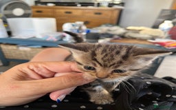 Mixed Breed cats for sale: Kittens for sale  - Image 8
