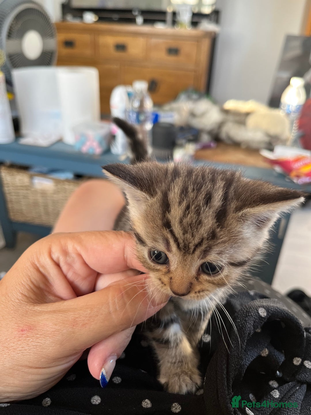 Mixed Breed cats for sale: Kittens for sale  - Image 8