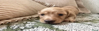 Miniature Dachshund 4