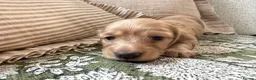 Miniature Dachshund dogs for sale:  KC Registered Long-Haired Dachshund Puppies ✨ - Advert 10