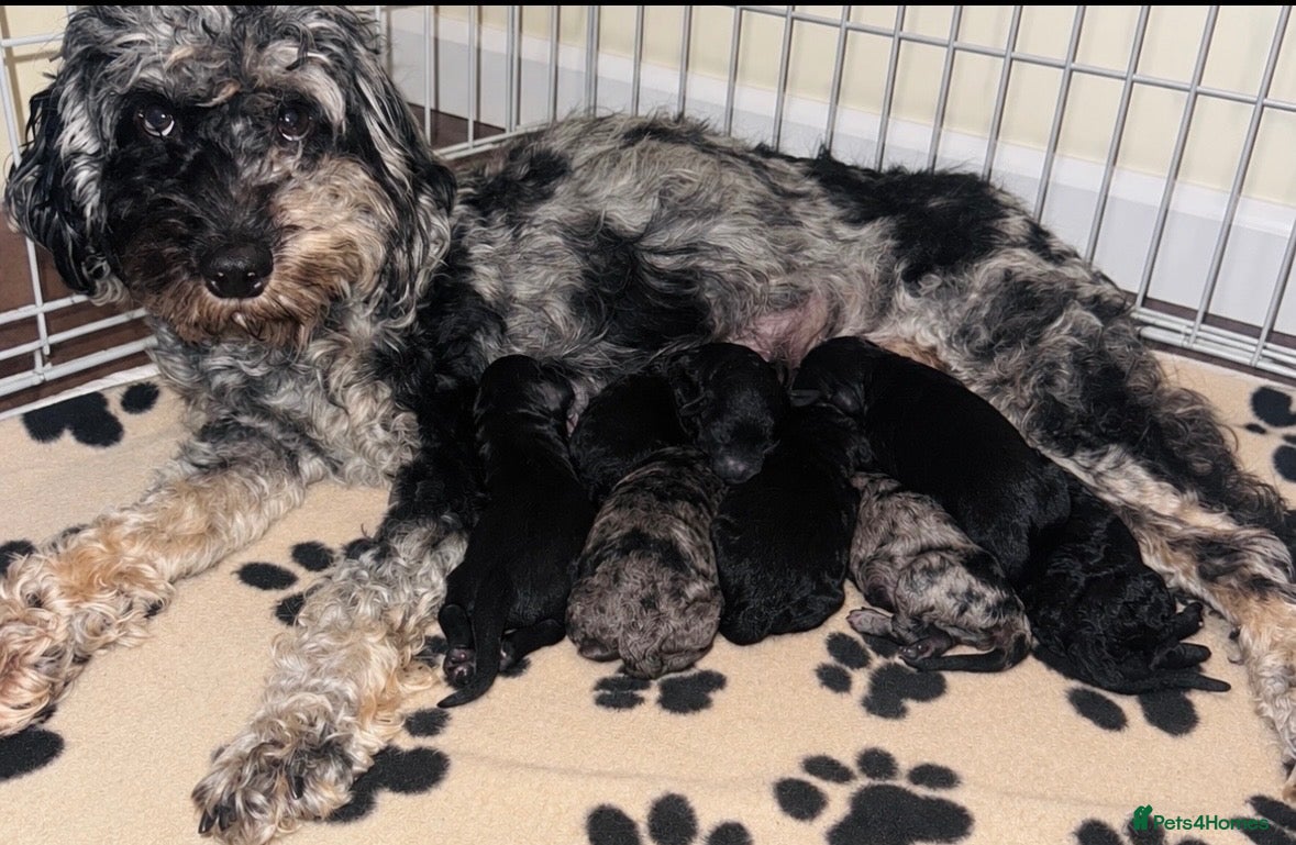 Cockapoo dogs Cockapoos  - Advert 1