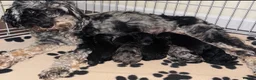 Cockapoo dogs for sale: Cockapoos  - Advert 1