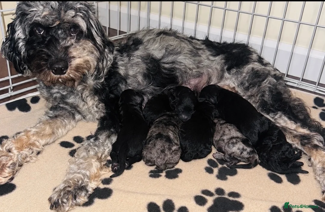Cockapoo dogs for sale: Cockapoos  - Advert 1