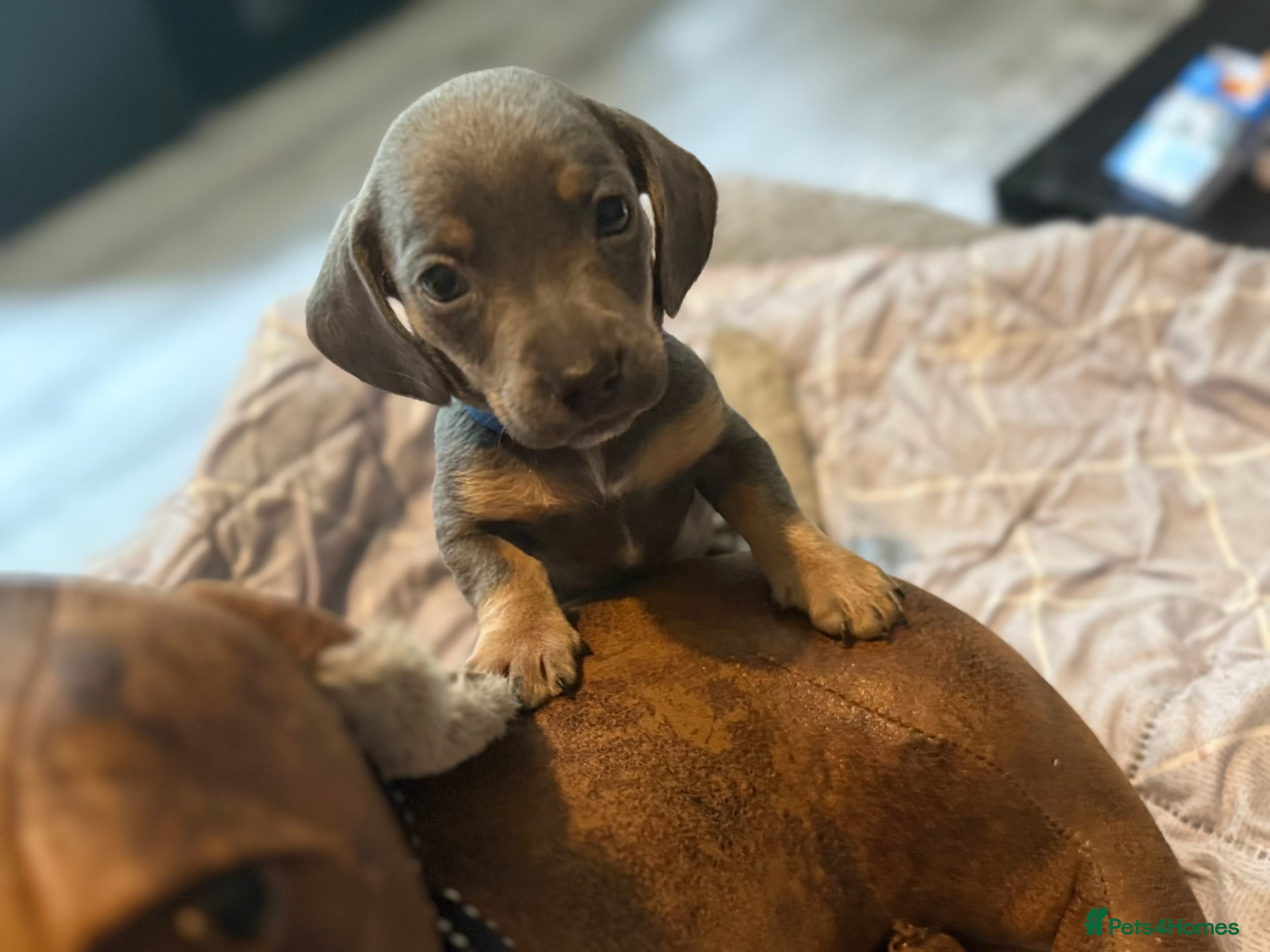 Dachshund dogs Baby sausages for sale  - Advert 12