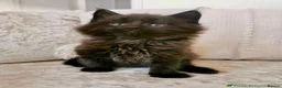 Mixed Breed cats for sale: REDUCED Maine Coon Kittens in Stockport - Advert 2