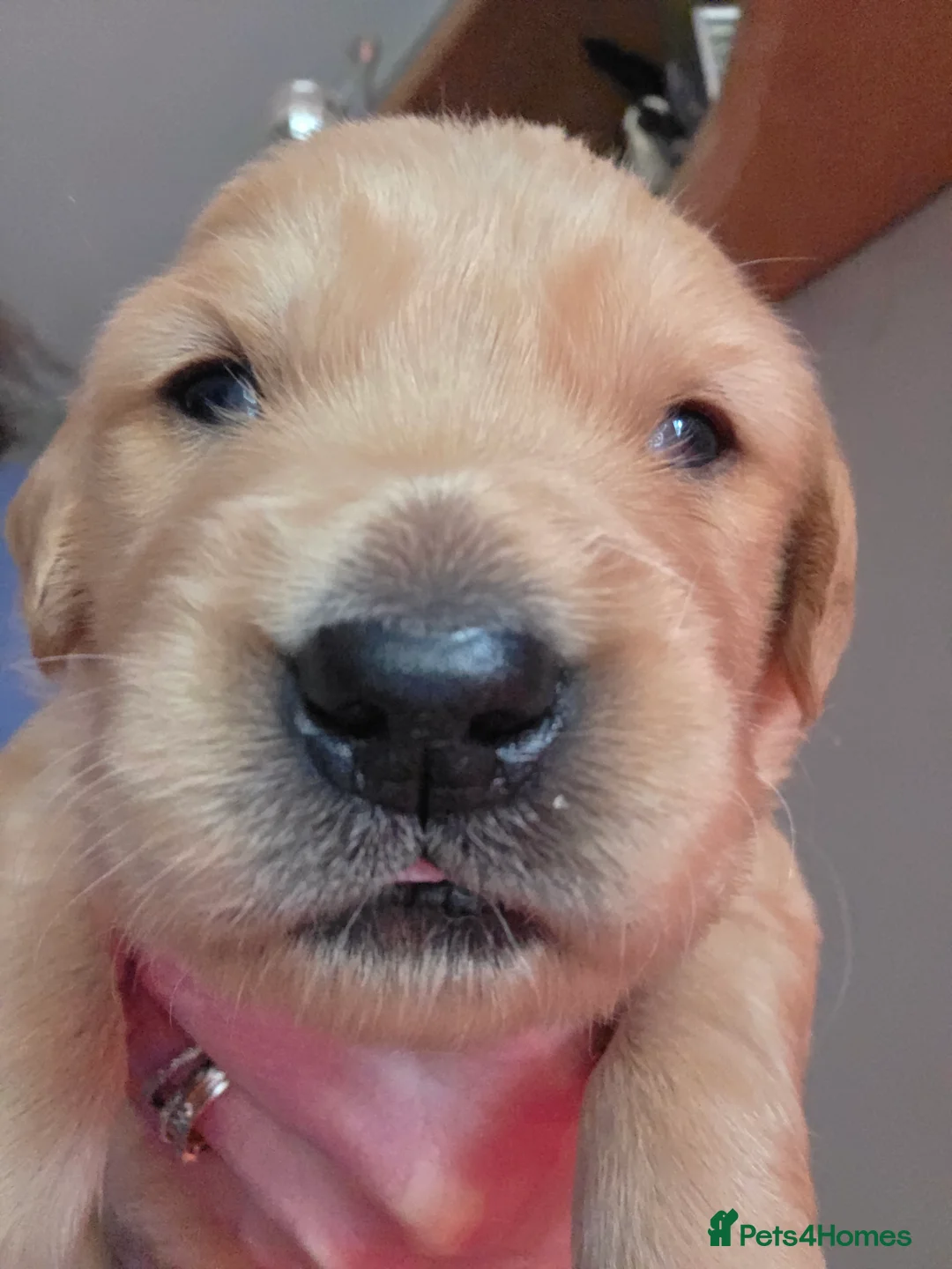 Golden Retriever dogs for sale: Registered Golden retriever puppies - Advert 2