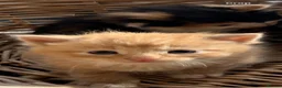 Mixed Breed cats for sale: Stunning tortoiseshell/ ginger long/mid hair kits - Advert 6