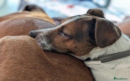 Plummer Terrier dogs for adoption: Milo Terrier  - Image 5