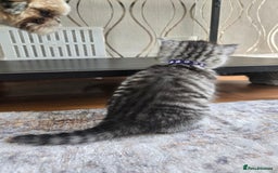 British Shorthair cats for sale: Bsh x Persian  - Image 12