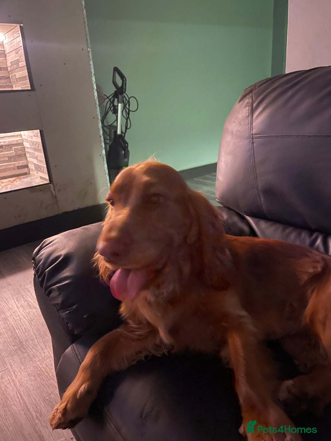 Sprocker dogs for sale: Two beautiful brothers looking for forever home - Advert 4