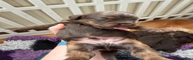 Cockapoo 2