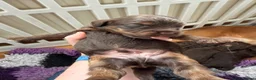 Cockapoo dogs for sale: ⭐ F1 Health tested Cockerpoos⭐ - Advert 9