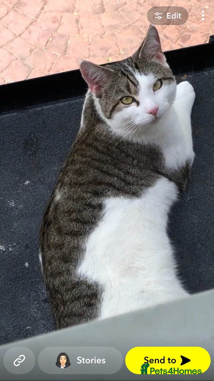 British Shorthair cats One 2 year old male - Advert 1