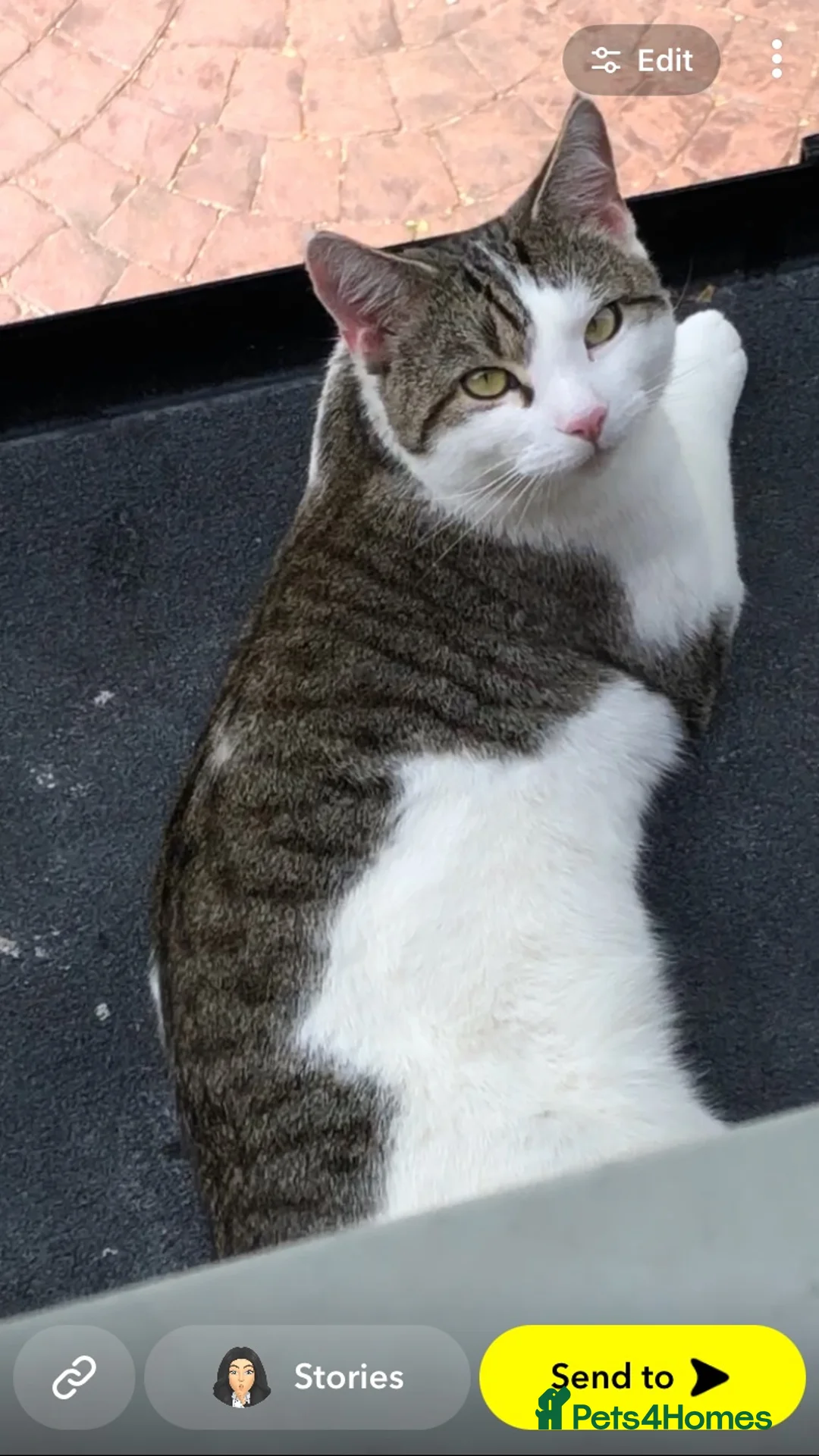 British Shorthair cats for sale: One 2 year old male - Advert 1