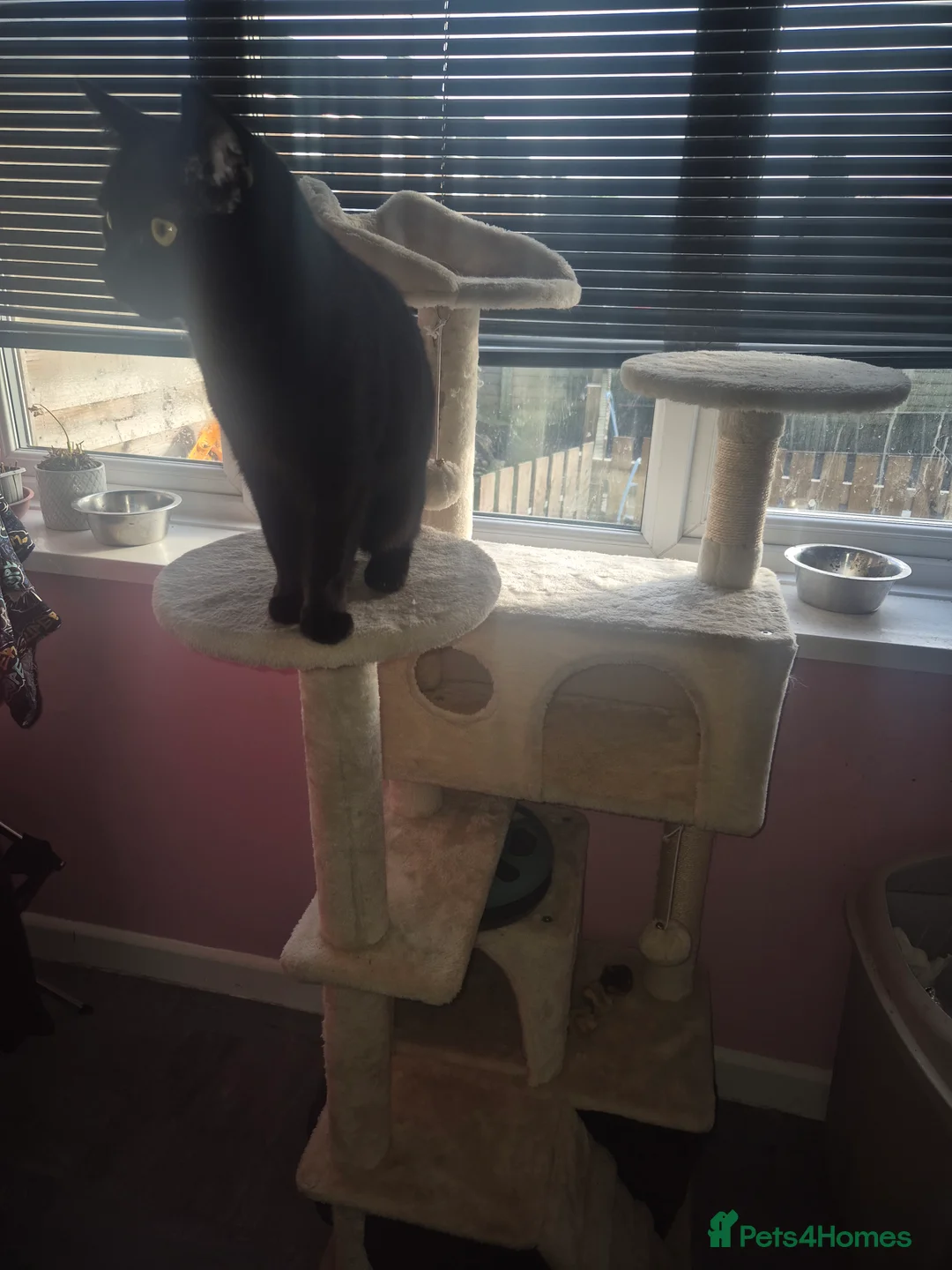 Mixed Breed cats for sale: Black bengal mix female - Advert 6