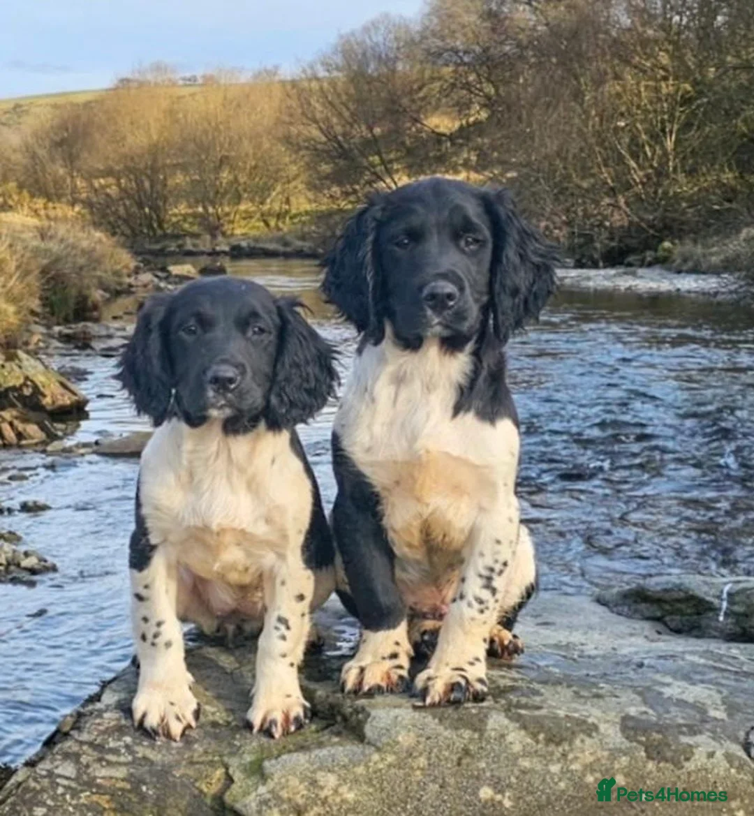 English Springer Spaniel dogs for stud: Heavily marked B&W FULLY HEALTH TESTED ESS in Leyburn - Advert 9