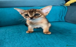 Abyssinian cats for sale: Last Pedigree abbysinian girl left! - Image 17