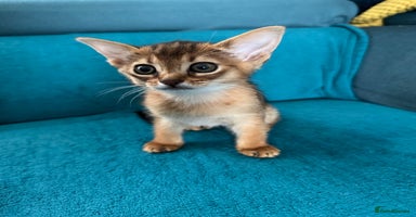 Abyssinian cats - Advert 2