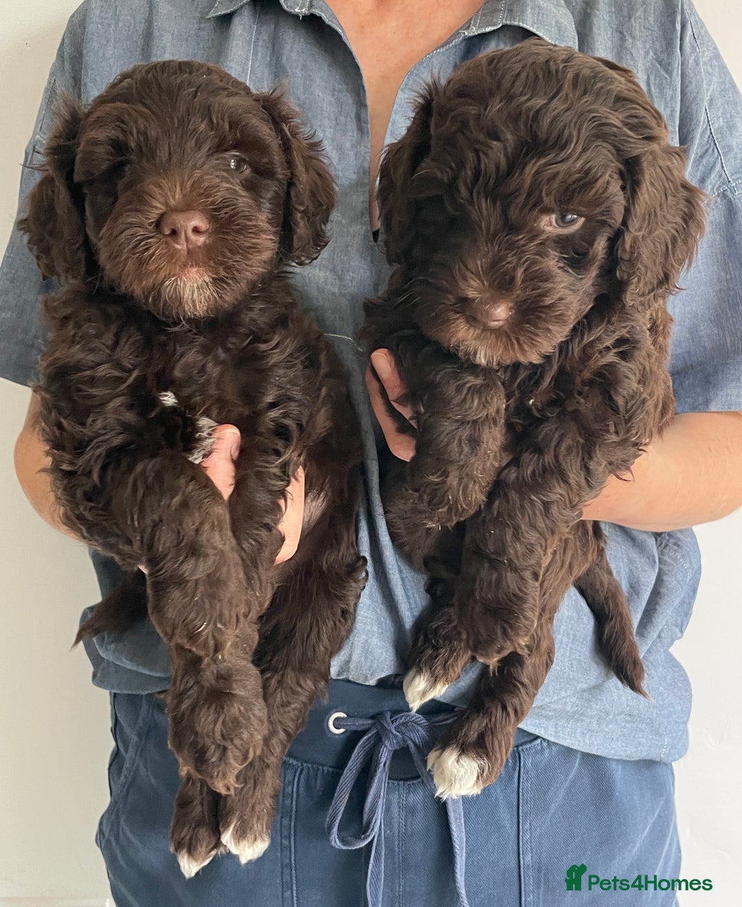 Schnoodle dogs for sale: F1 mega coated mini cross Schnoodles - Image 17