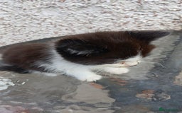 Mixed Breed cats for sale: Fluffy kittens - Image 15