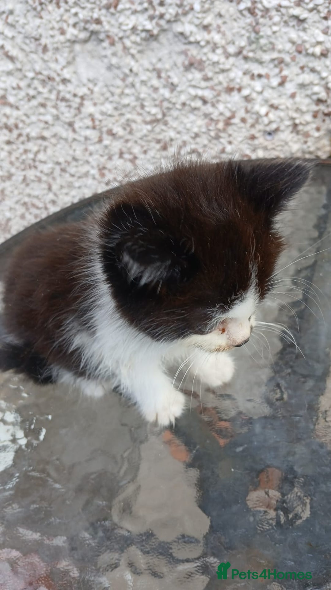 Mixed Breed cats for sale: Fluffy kittens - Image 15