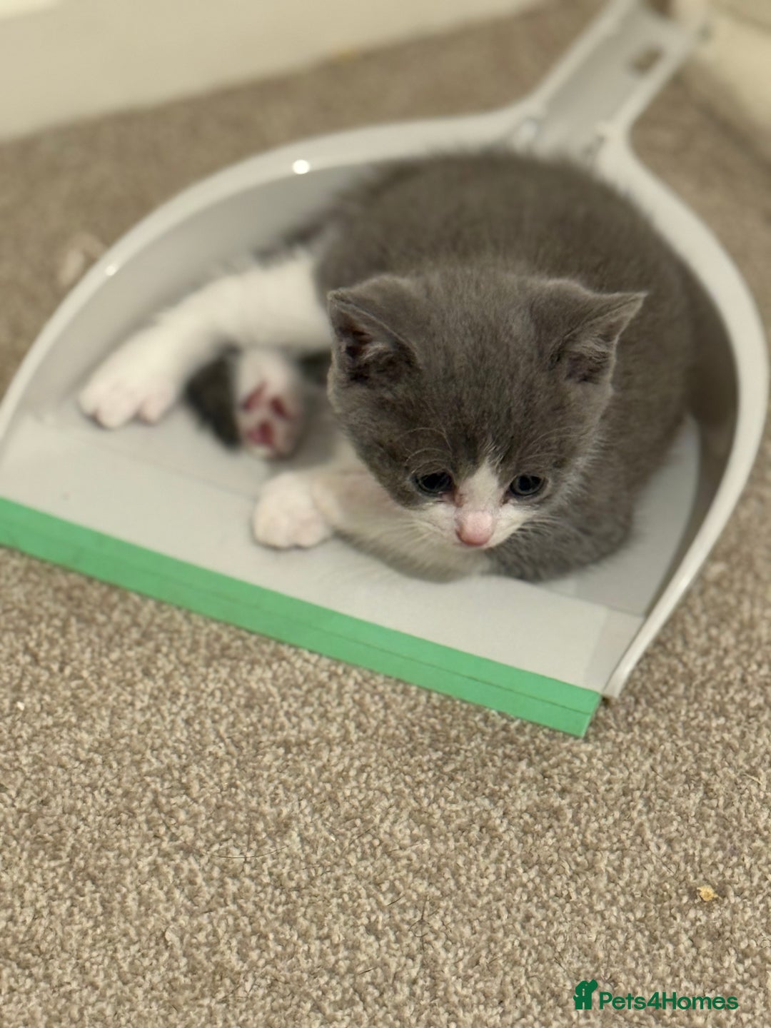 Mixed Breed cats for sale: 🤩🤩 10 beautifull fur babies 🤩🤩 - Advert 20