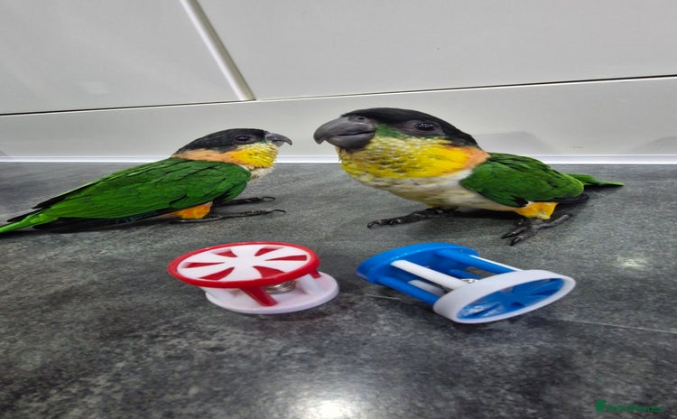 Parrots birds - Advert 2